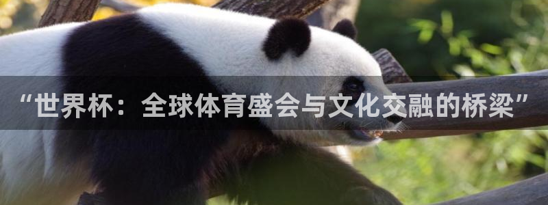 世界杯在线直播：“世界杯：全球体育盛会与文化交融的桥梁”